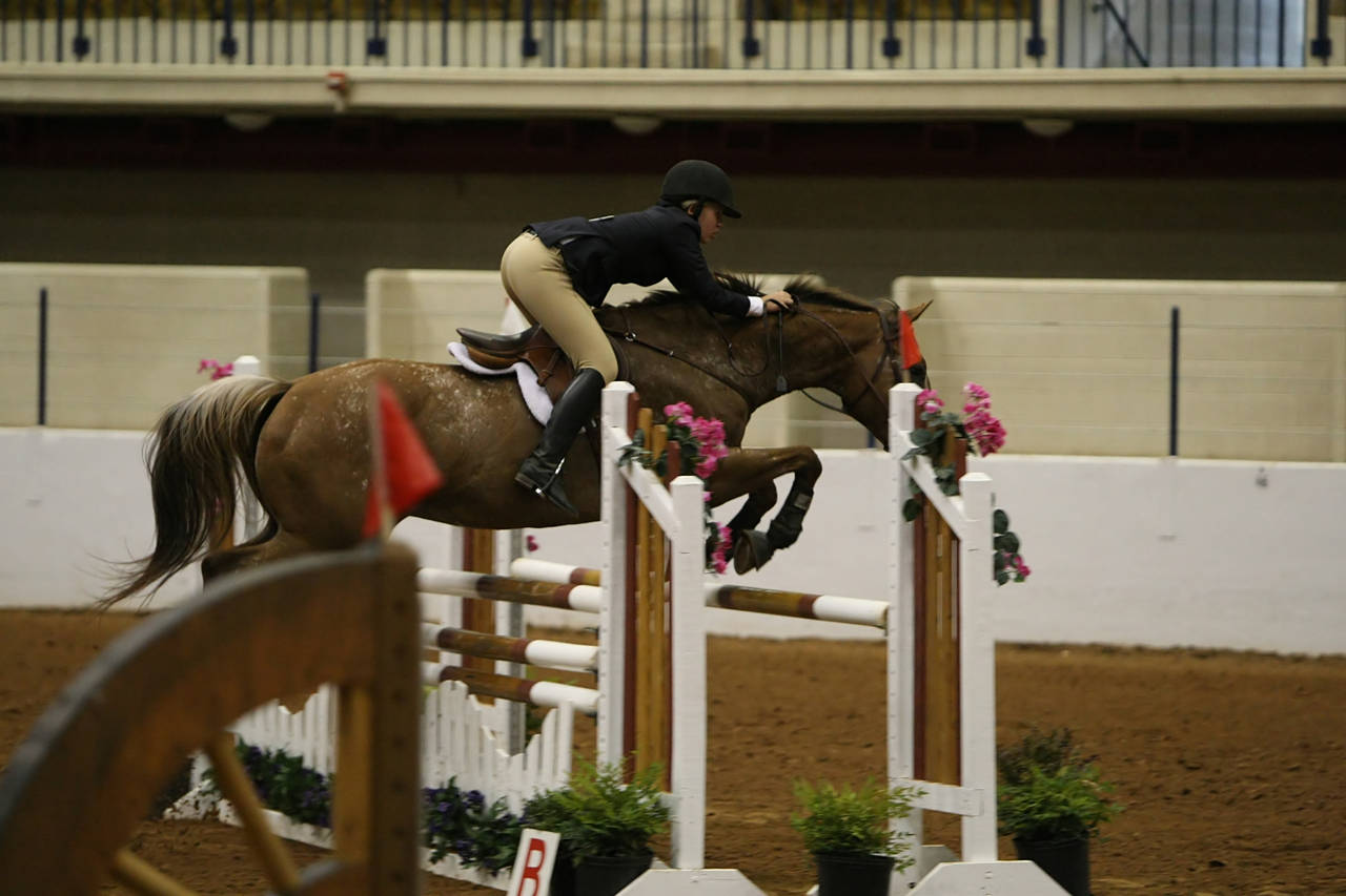 pictures/HorseShows/WacoJune2008/JAM_1377.jpg