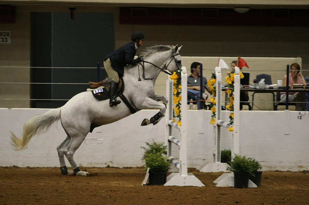 pictures/HorseShows/WacoJune2008/JAM_1382.jpg