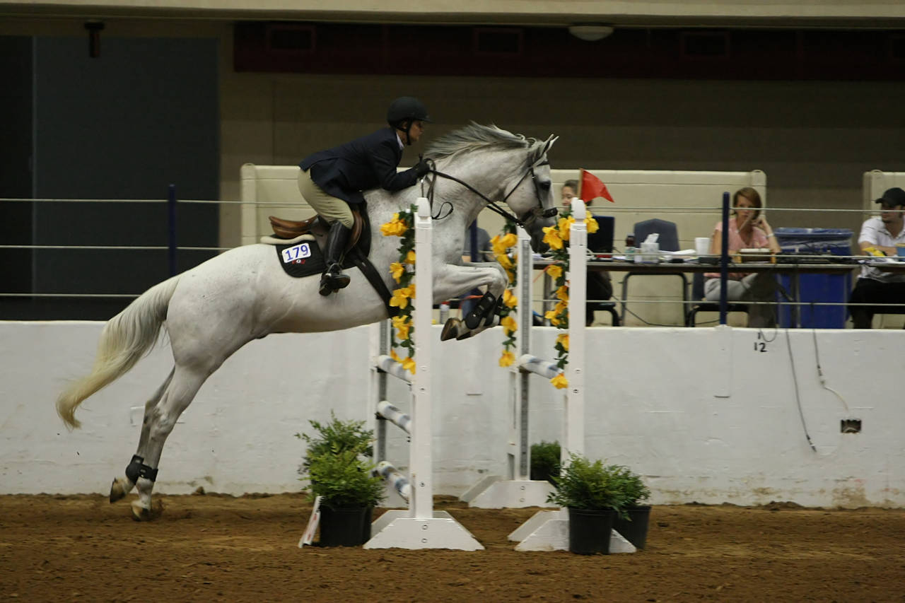 pictures/HorseShows/WacoJune2008/JAM_1383.jpg