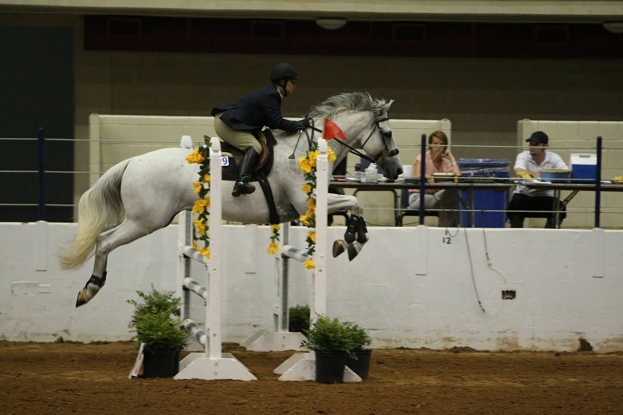 pictures/HorseShows/WacoJune2008/JAM_1384.jpg