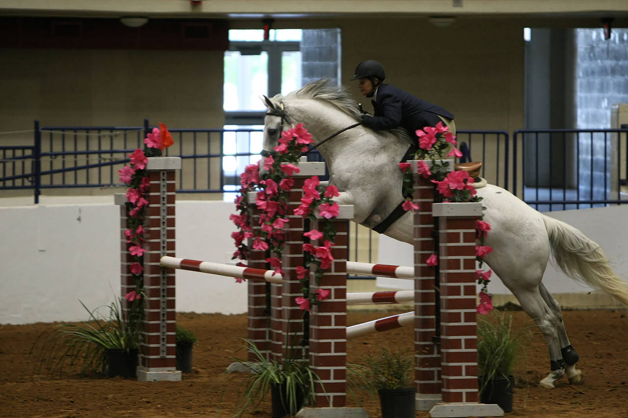 pictures/HorseShows/WacoJune2008/JAM_1387.jpg