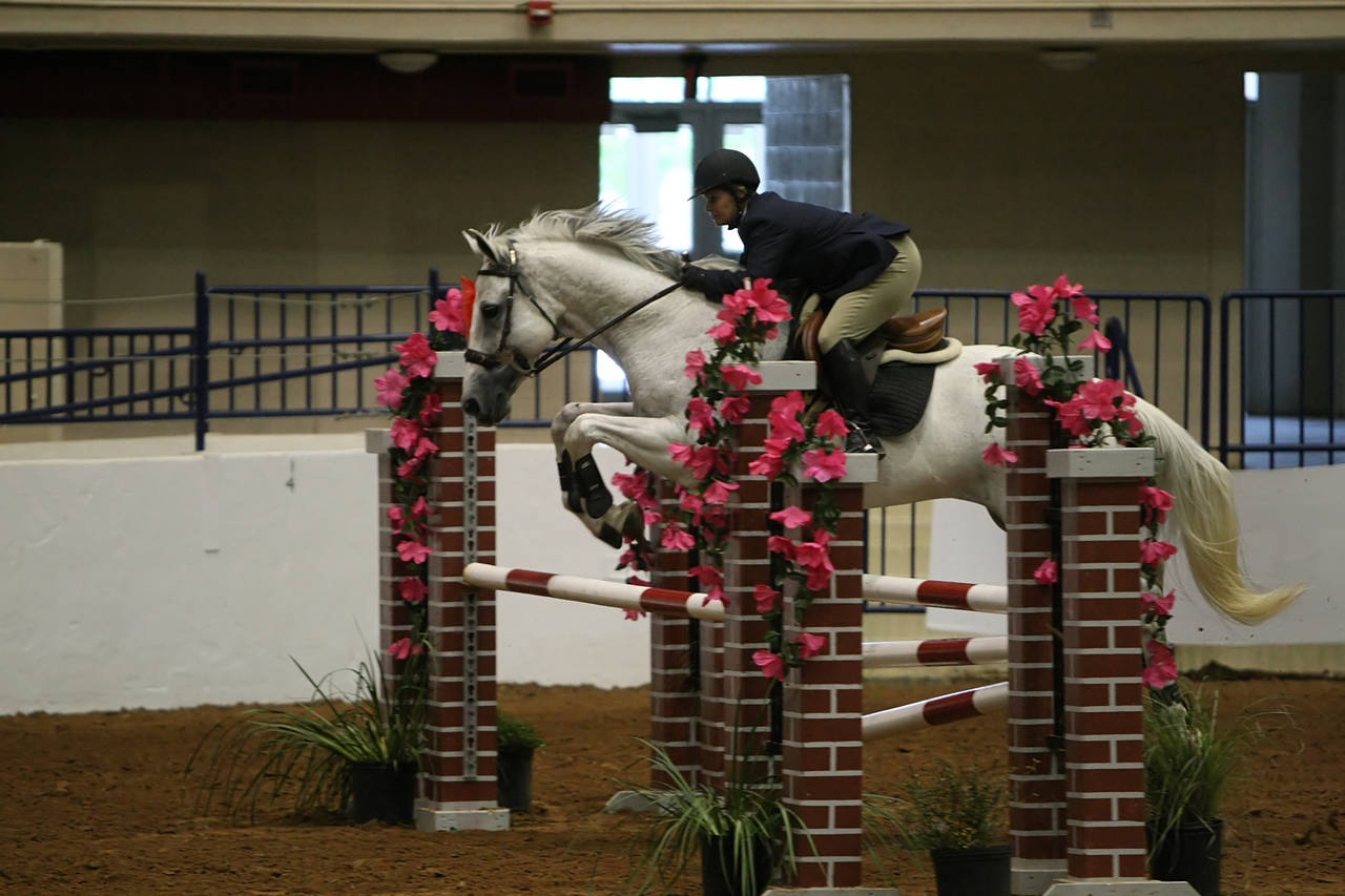 pictures/HorseShows/WacoJune2008/JAM_1388.jpg