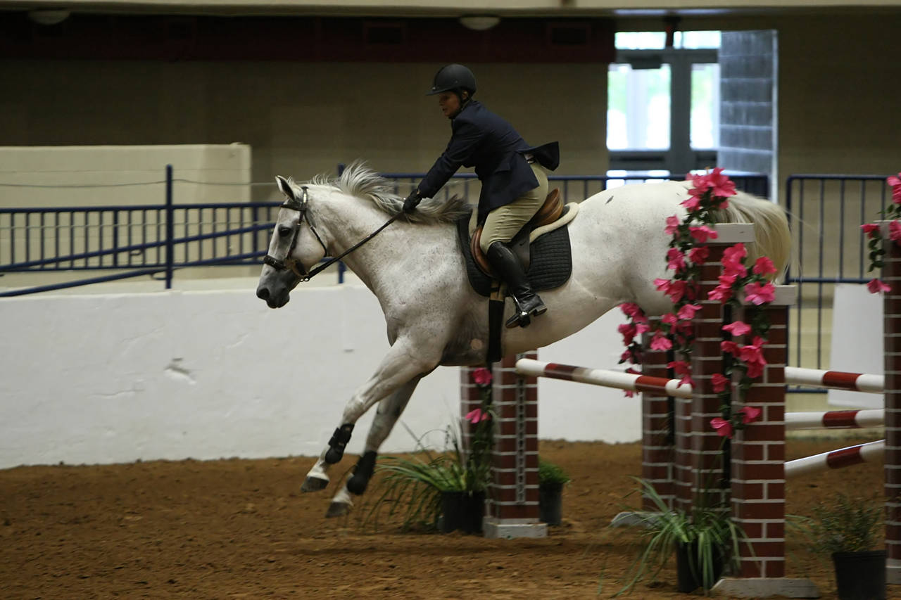 pictures/HorseShows/WacoJune2008/JAM_1390.jpg