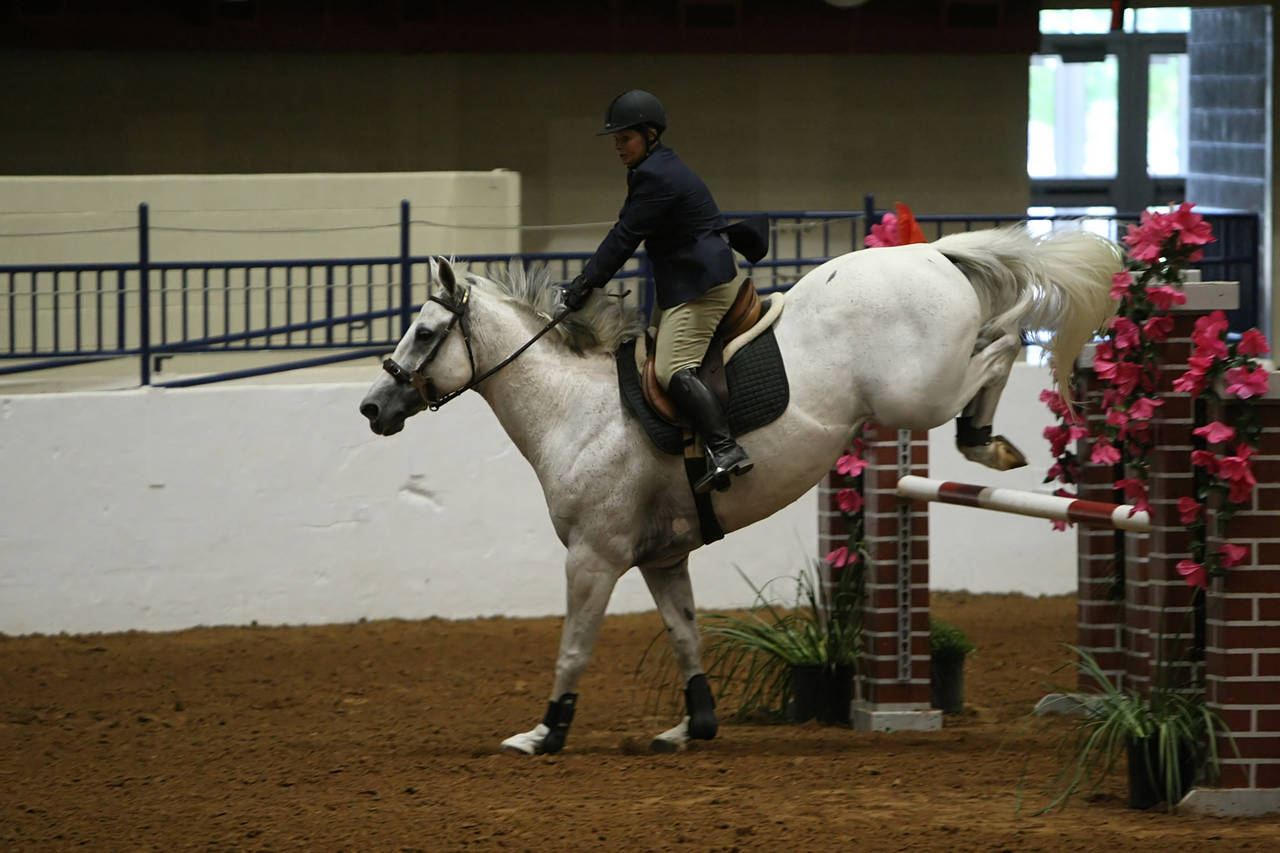 pictures/HorseShows/WacoJune2008/JAM_1391.jpg