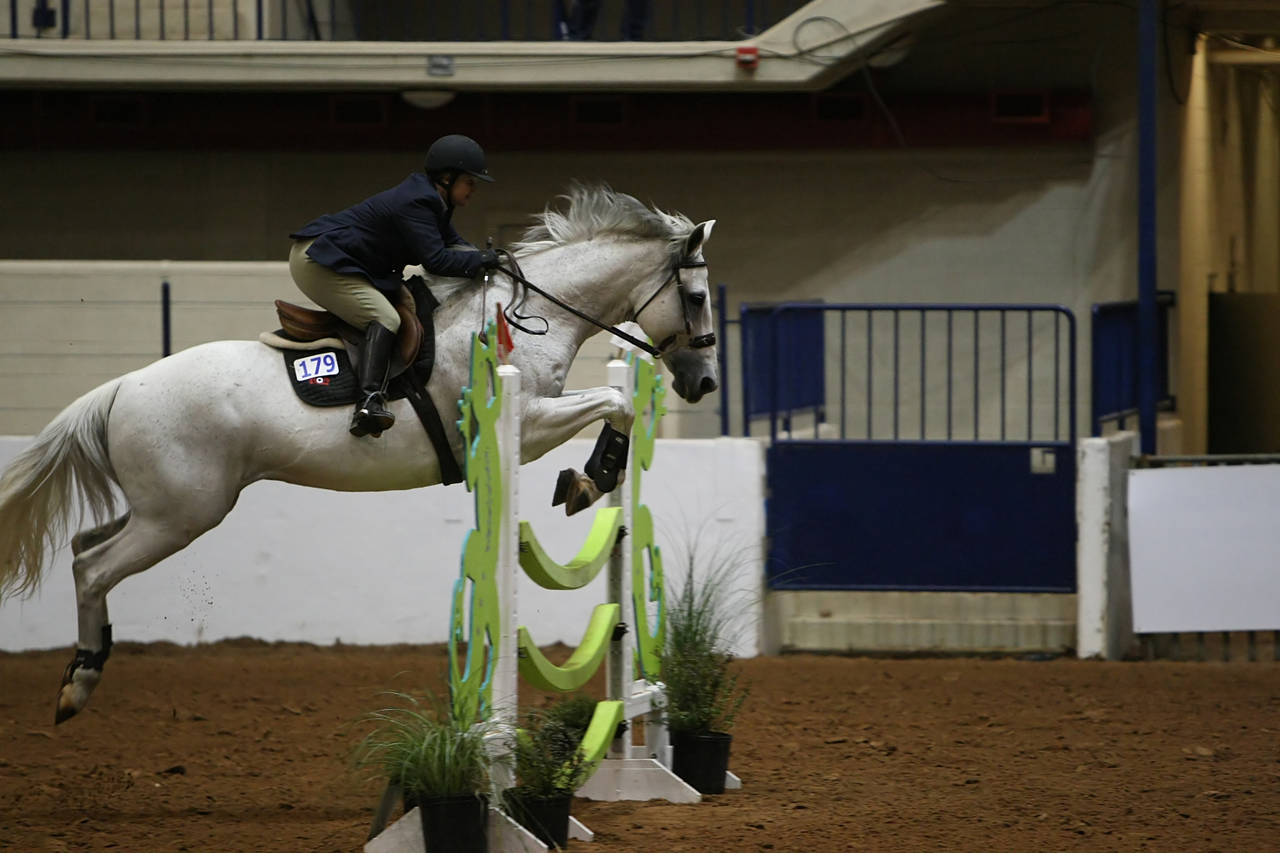 pictures/HorseShows/WacoJune2008/JAM_1392.jpg