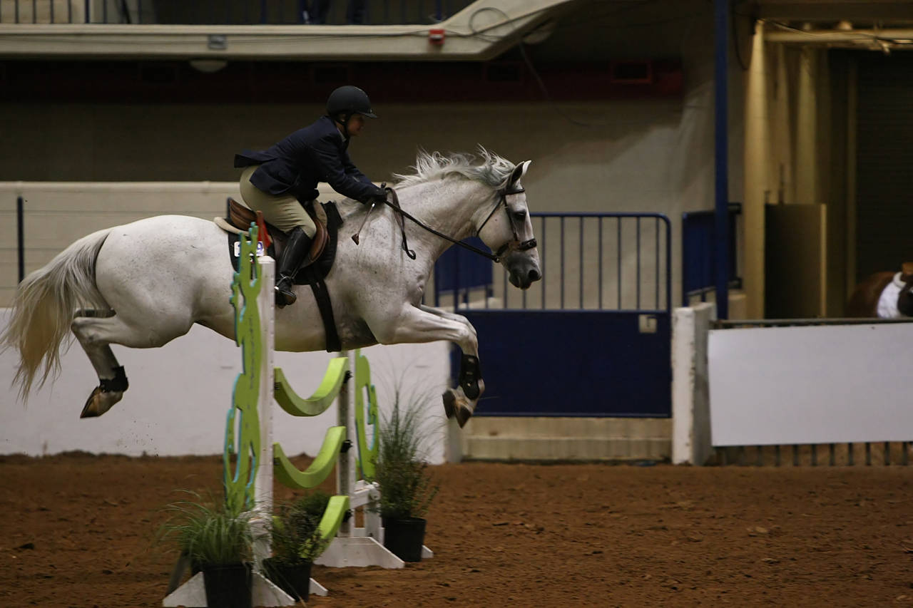 pictures/HorseShows/WacoJune2008/JAM_1393.jpg