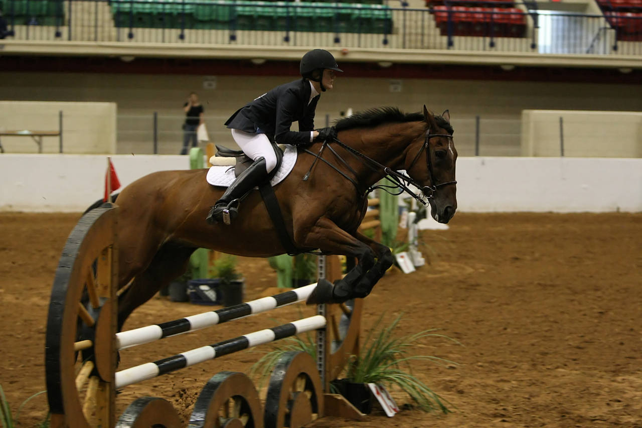 pictures/HorseShows/WacoJune2008/JAM_1396.jpg