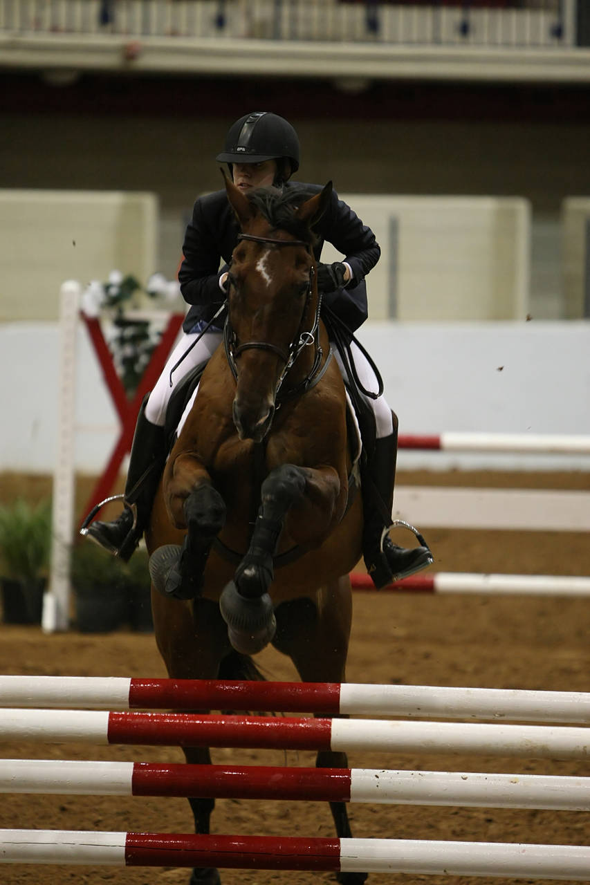 pictures/HorseShows/WacoJune2008/JAM_1399.jpg