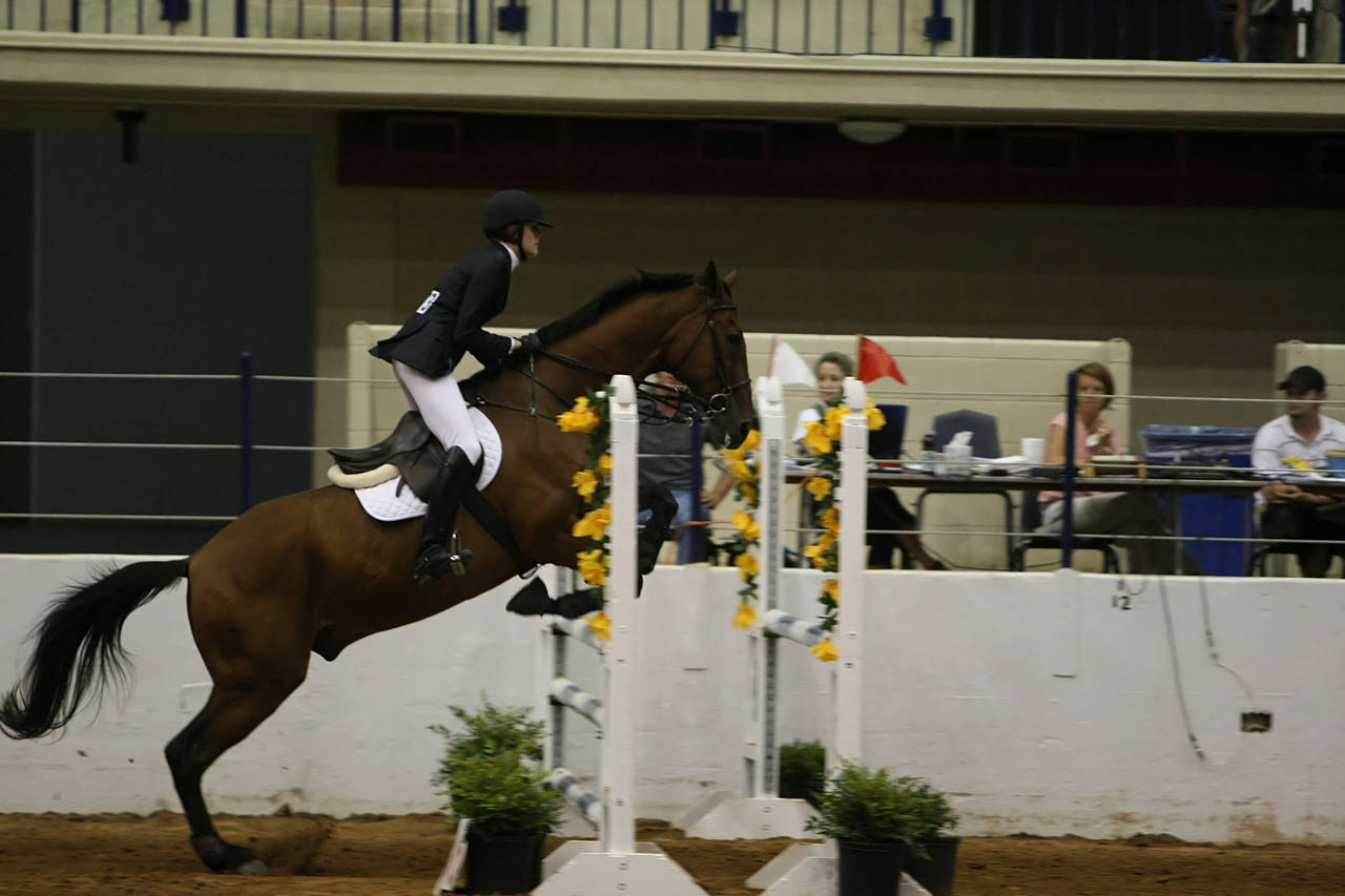 pictures/HorseShows/WacoJune2008/JAM_1401.jpg