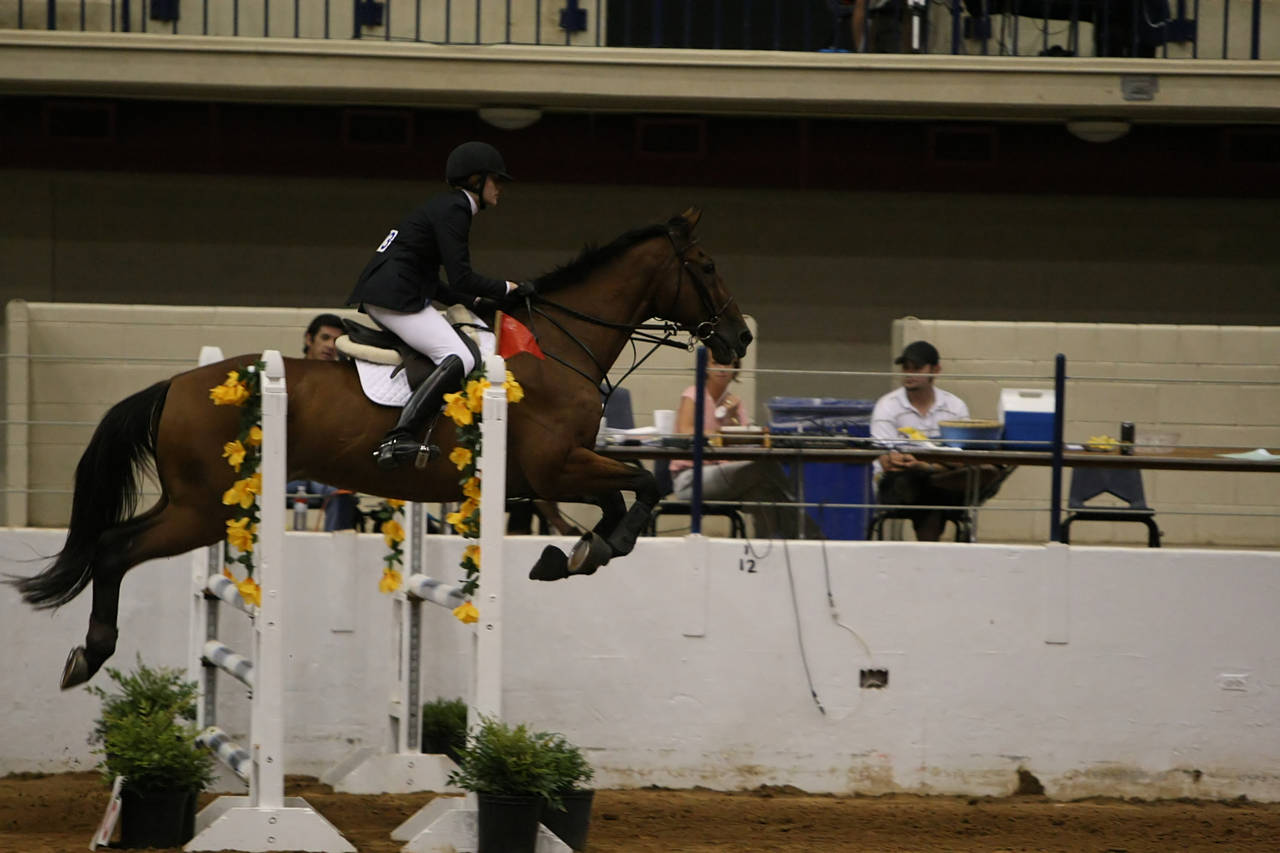 pictures/HorseShows/WacoJune2008/JAM_1403.jpg