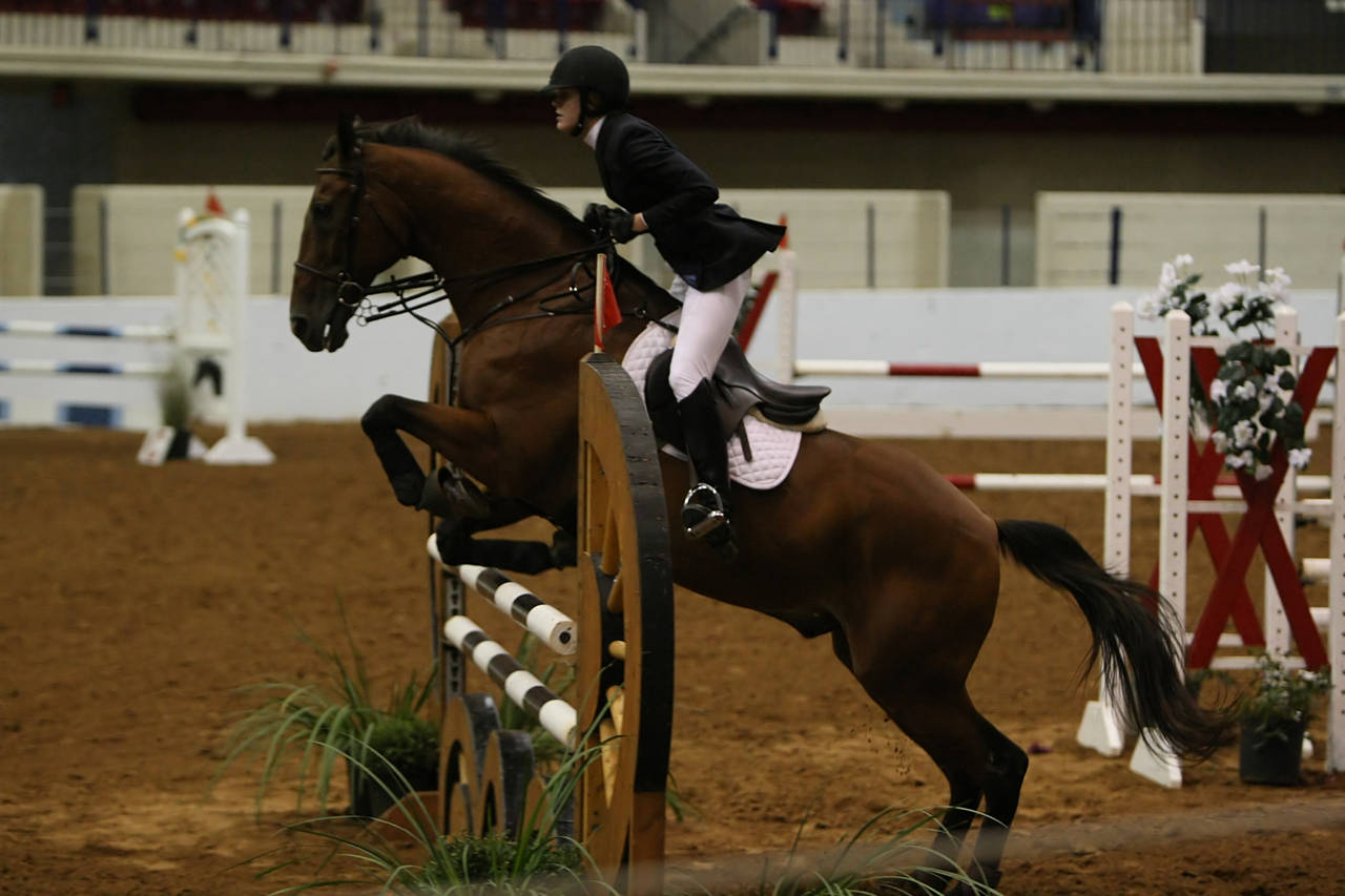 pictures/HorseShows/WacoJune2008/JAM_1420.jpg