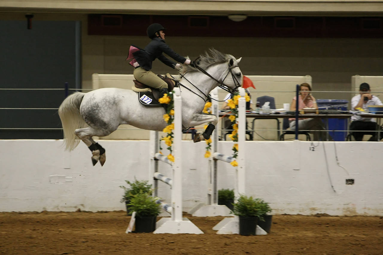 pictures/HorseShows/WacoJune2008/JAM_1429.jpg