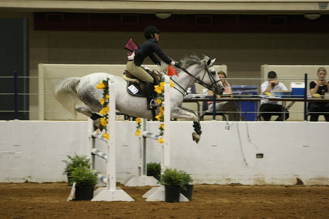 pictures/HorseShows/WacoJune2008/JAM_1430.jpg