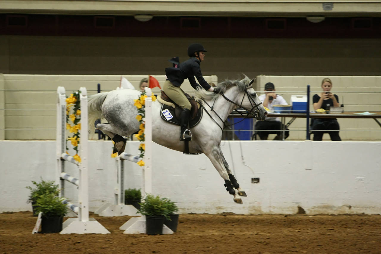 pictures/HorseShows/WacoJune2008/JAM_1431.jpg