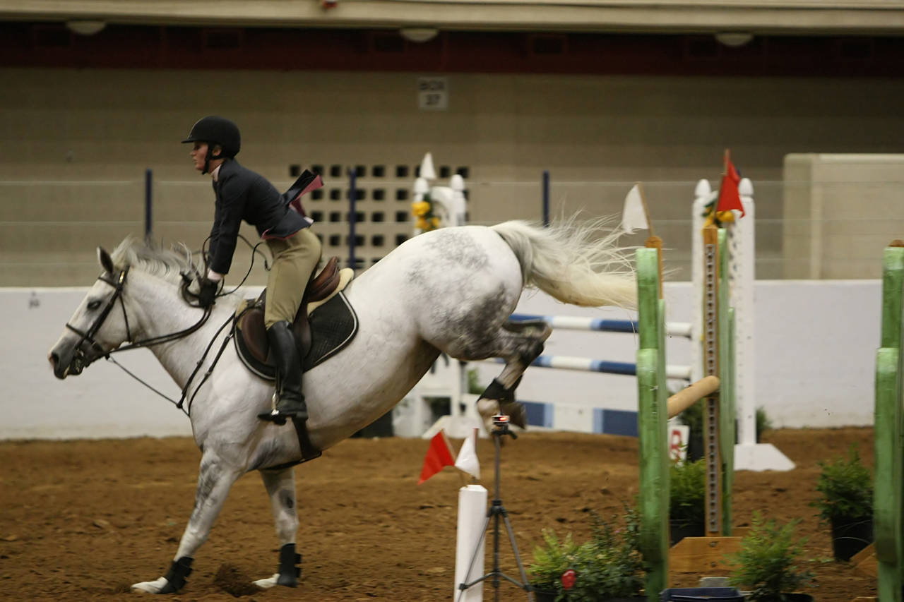 pictures/HorseShows/WacoJune2008/JAM_1434.jpg