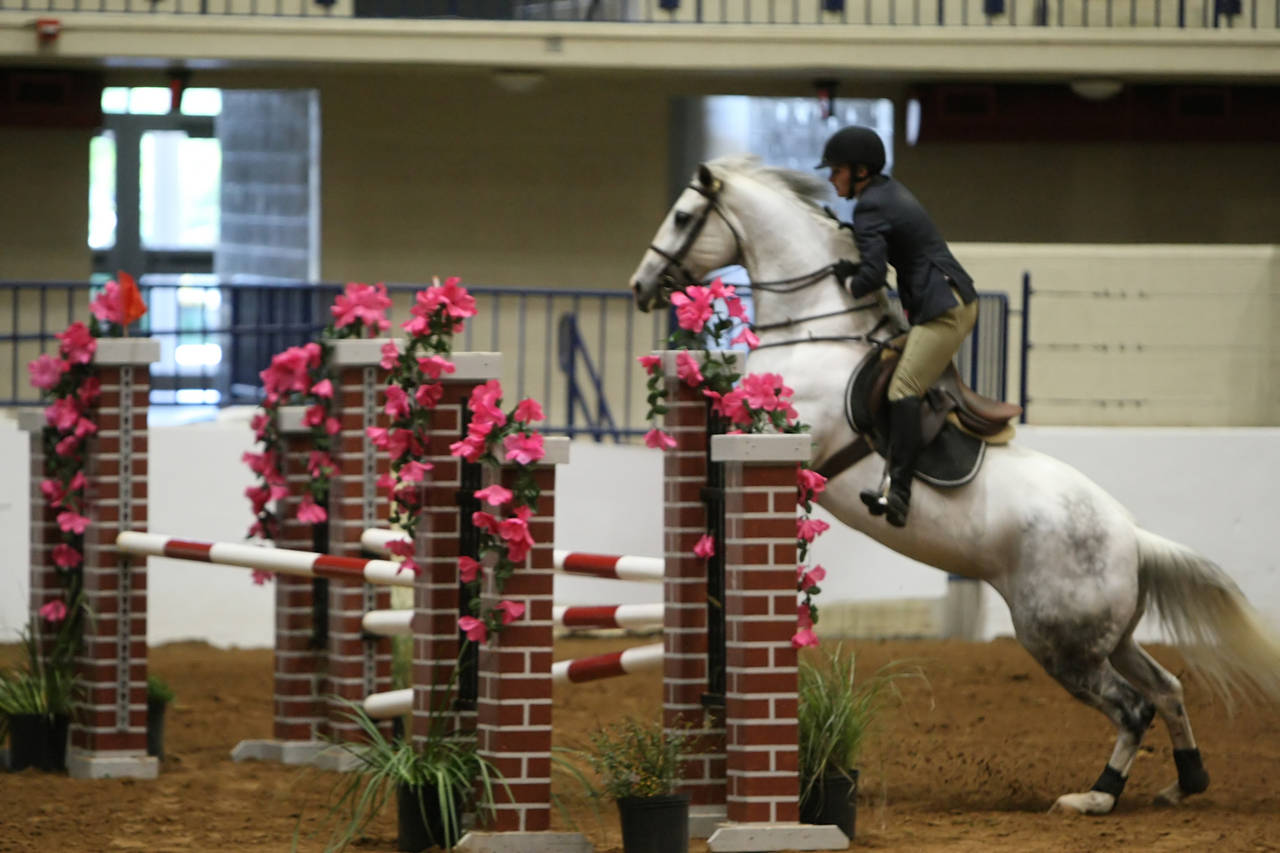 pictures/HorseShows/WacoJune2008/JAM_1435.jpg