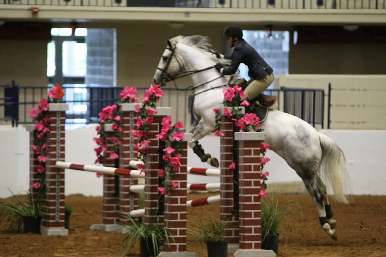 pictures/HorseShows/WacoJune2008/JAM_1436.jpg