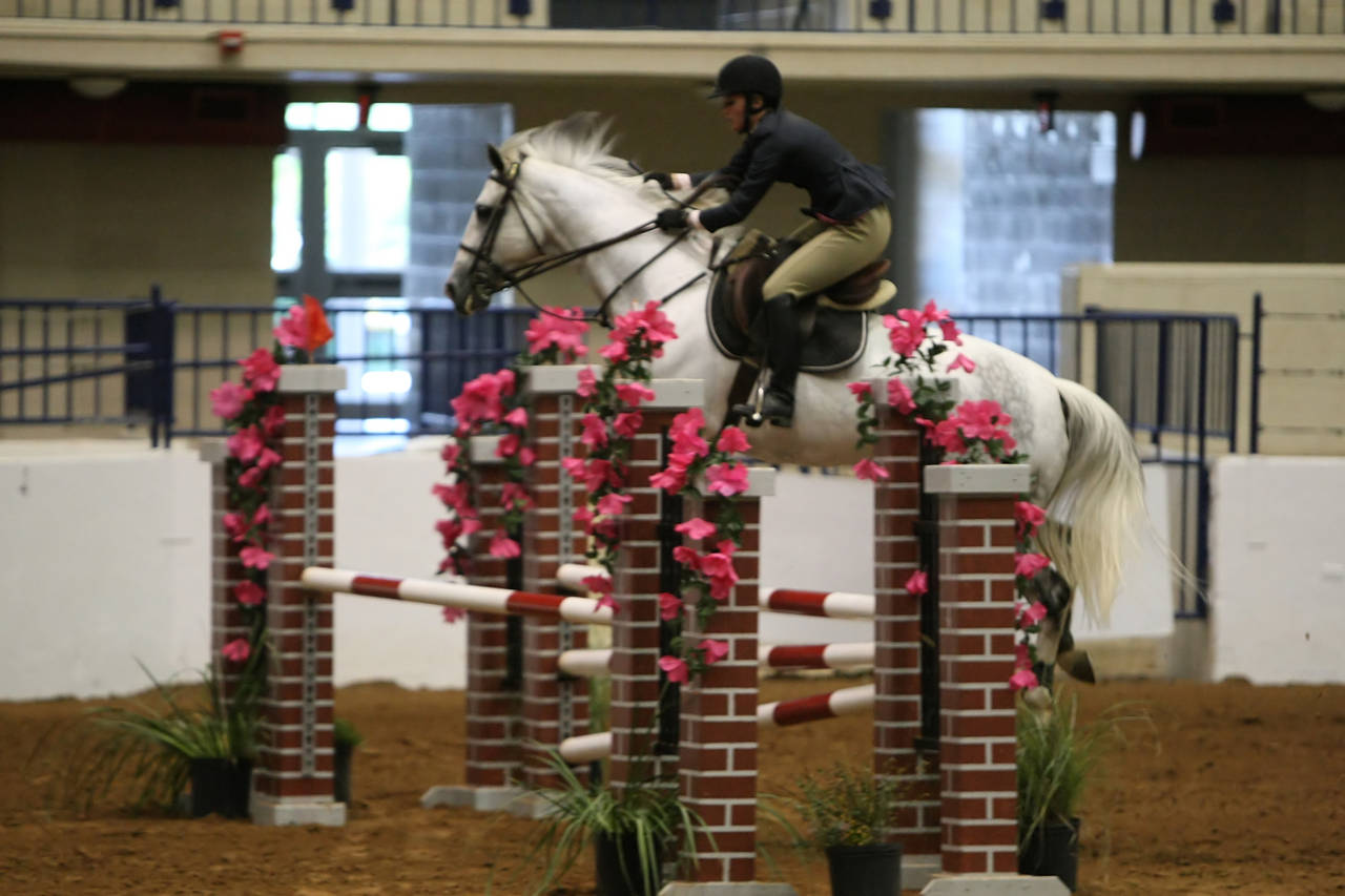 pictures/HorseShows/WacoJune2008/JAM_1437.jpg