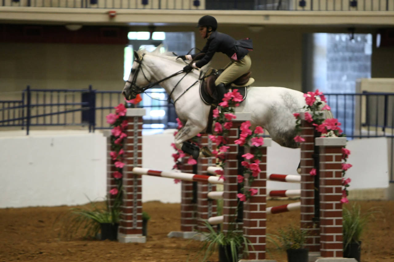 pictures/HorseShows/WacoJune2008/JAM_1438.jpg