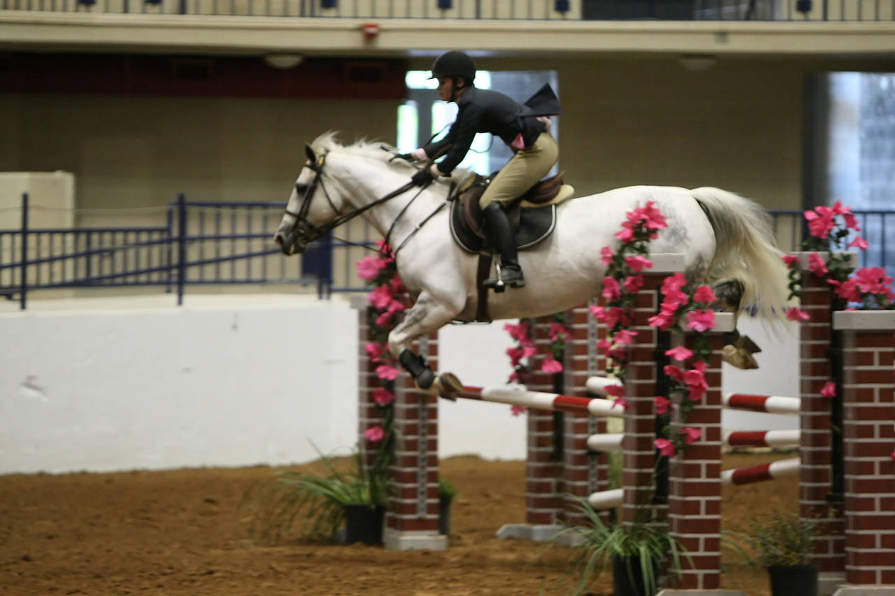 pictures/HorseShows/WacoJune2008/JAM_1439.jpg