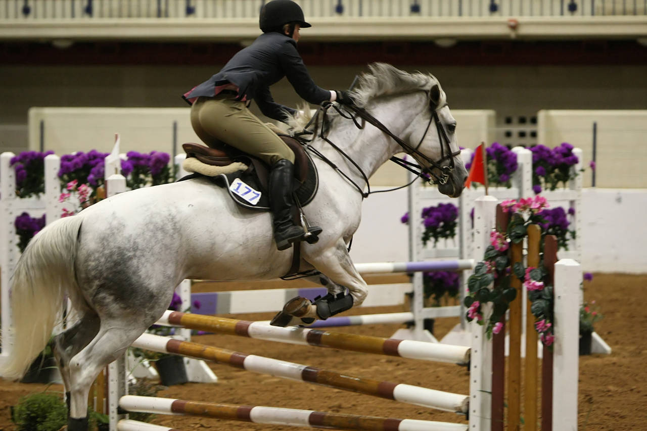 pictures/HorseShows/WacoJune2008/JAM_1442.jpg