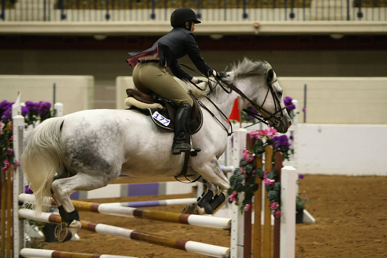 pictures/HorseShows/WacoJune2008/JAM_1443.jpg