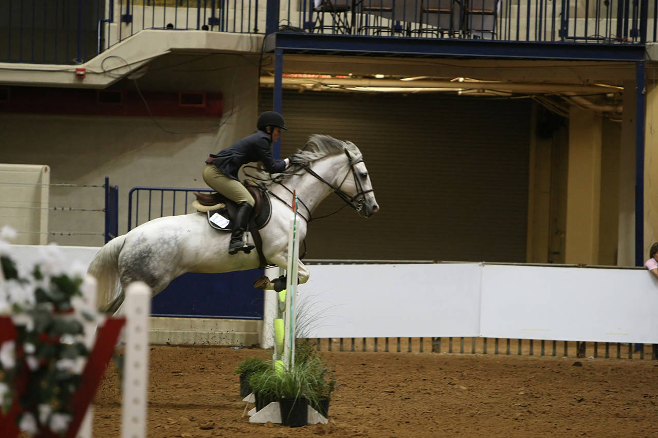 pictures/HorseShows/WacoJune2008/JAM_1444.jpg