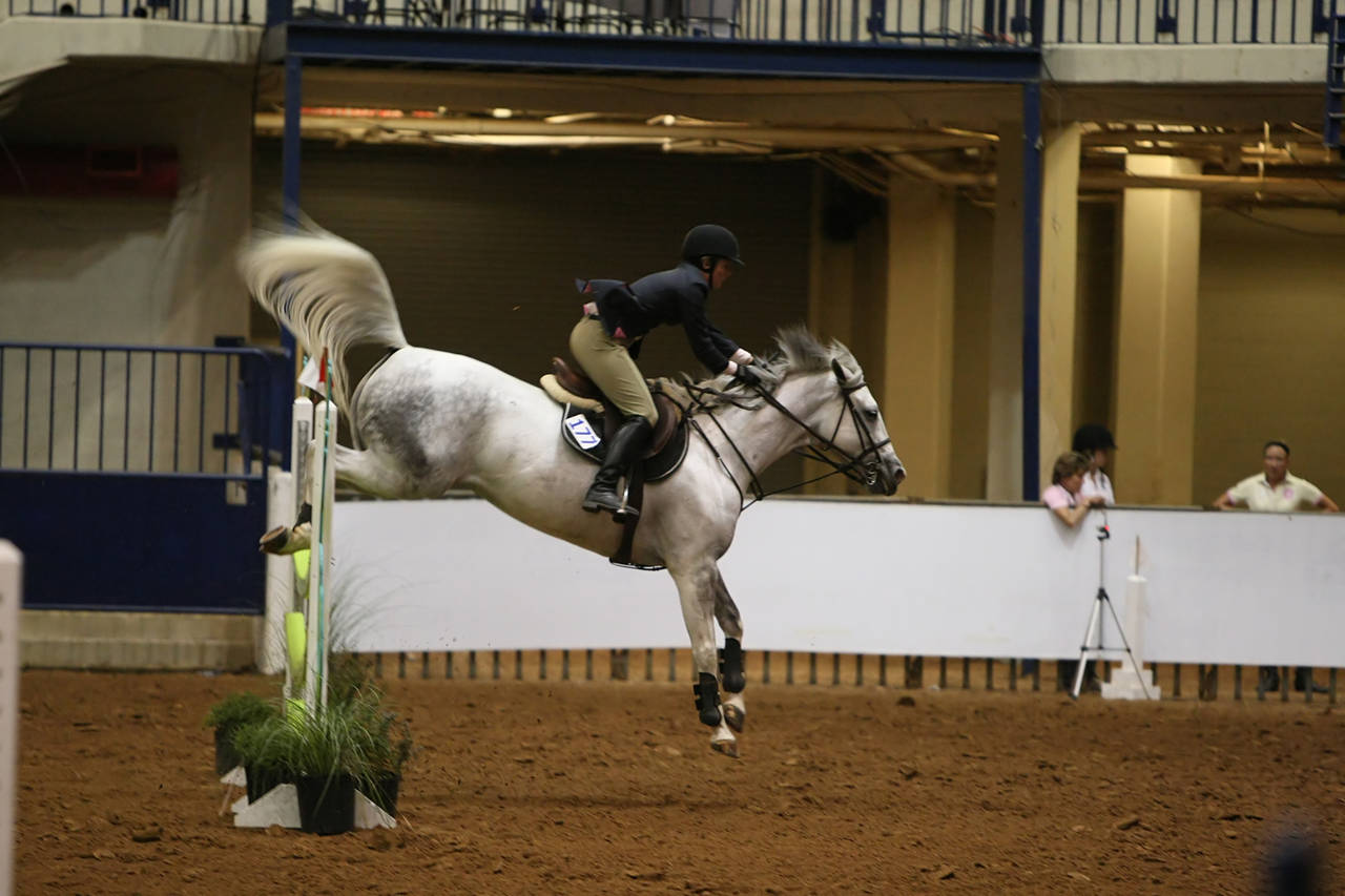 pictures/HorseShows/WacoJune2008/JAM_1446.jpg