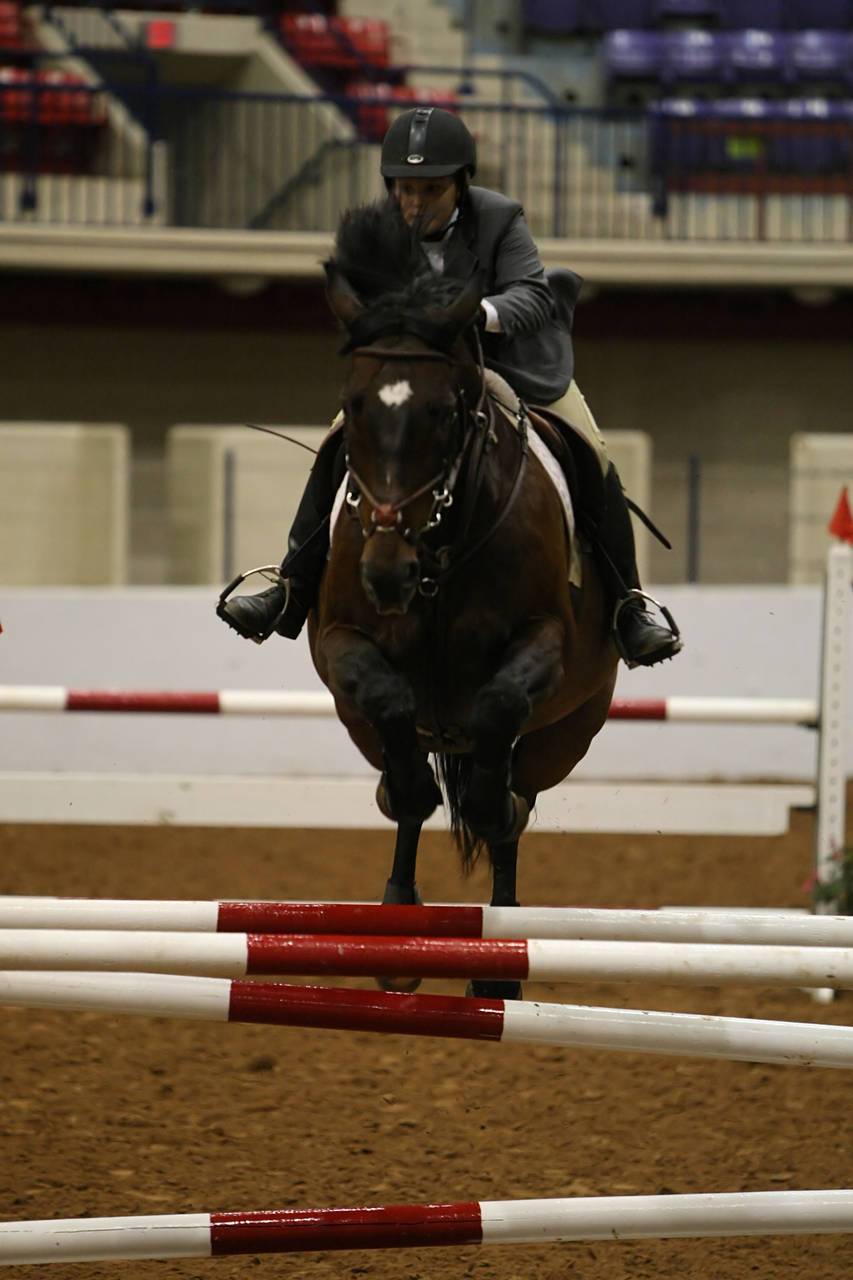 pictures/HorseShows/WacoJune2008/JAM_1454.jpg