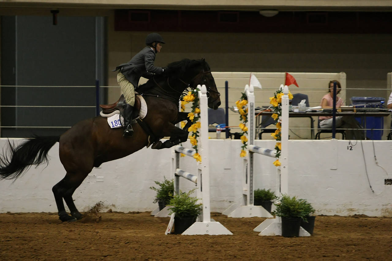 pictures/HorseShows/WacoJune2008/JAM_1455.jpg