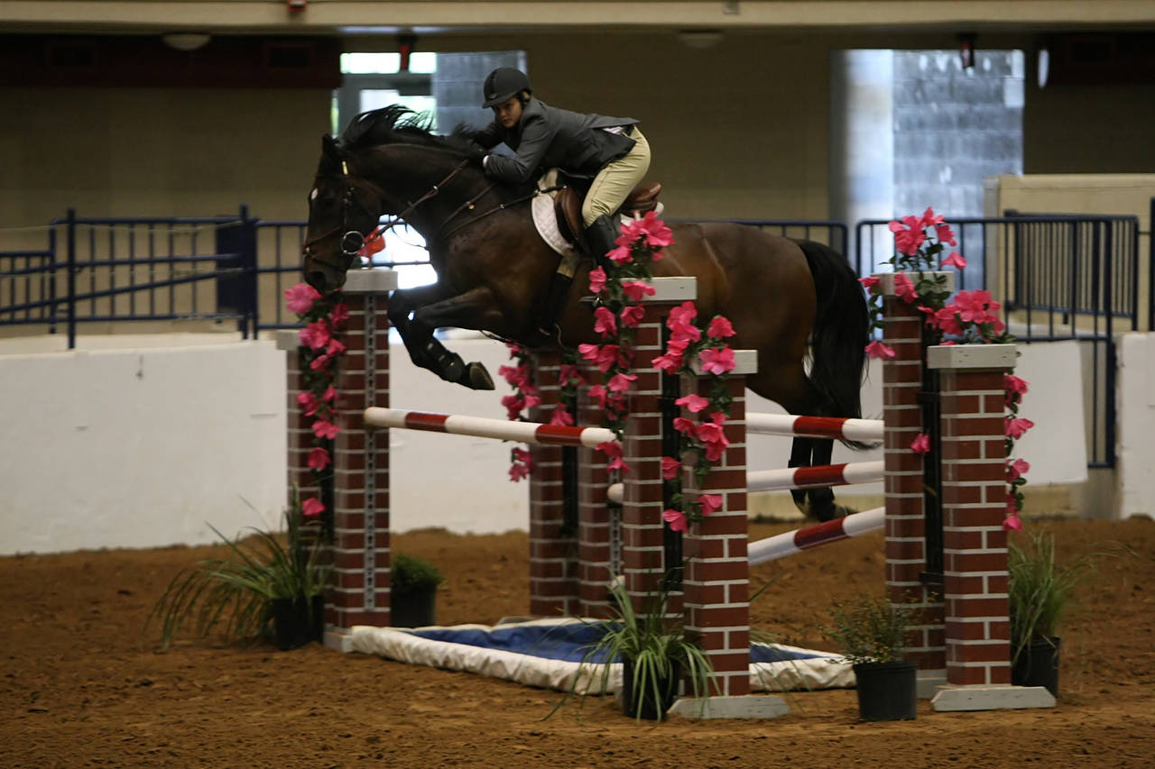 pictures/HorseShows/WacoJune2008/JAM_1464.jpg