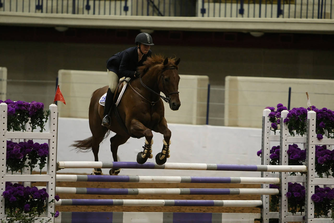 pictures/HorseShows/WacoJune2008/JAM_1475.jpg