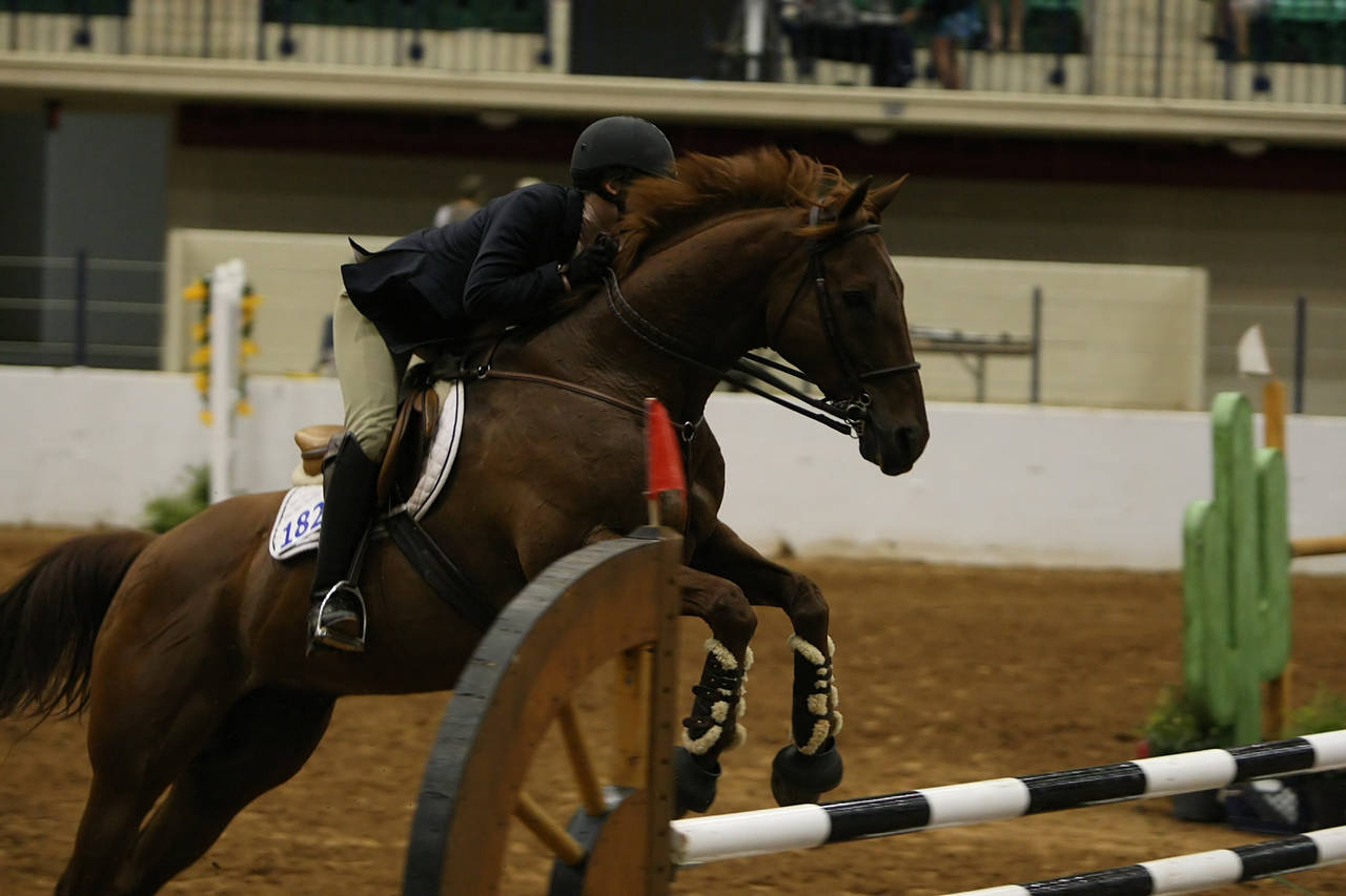 pictures/HorseShows/WacoJune2008/JAM_1477.jpg