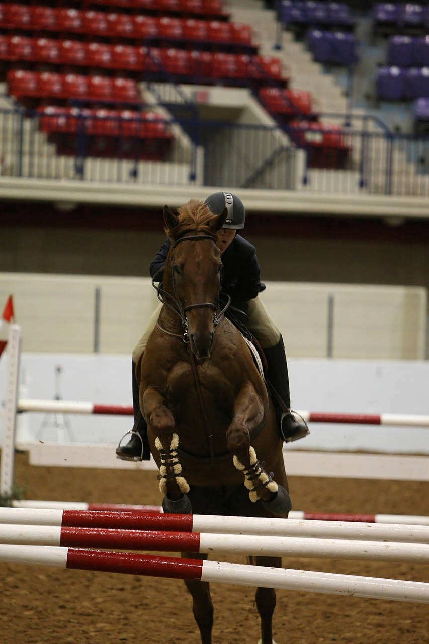 pictures/HorseShows/WacoJune2008/JAM_1481.jpg