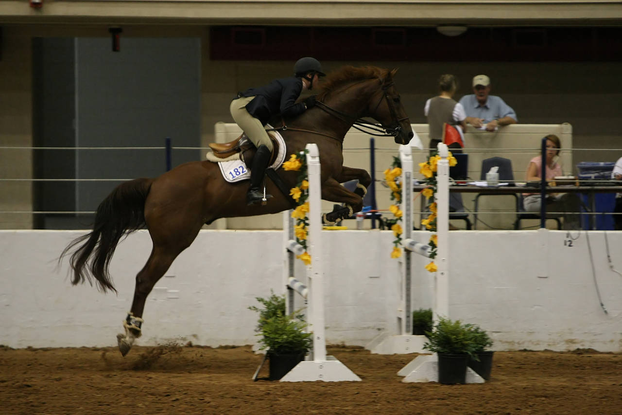 pictures/HorseShows/WacoJune2008/JAM_1485.jpg