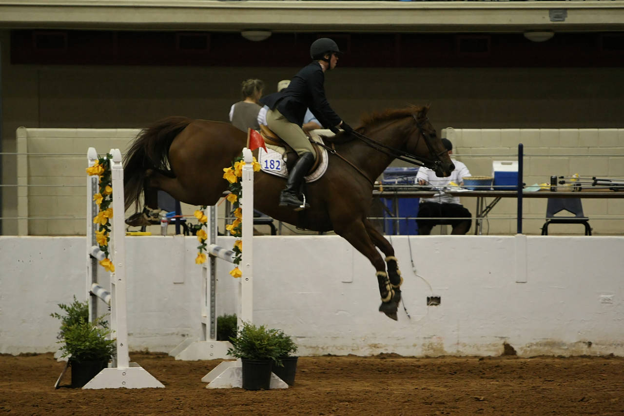 pictures/HorseShows/WacoJune2008/JAM_1488.jpg